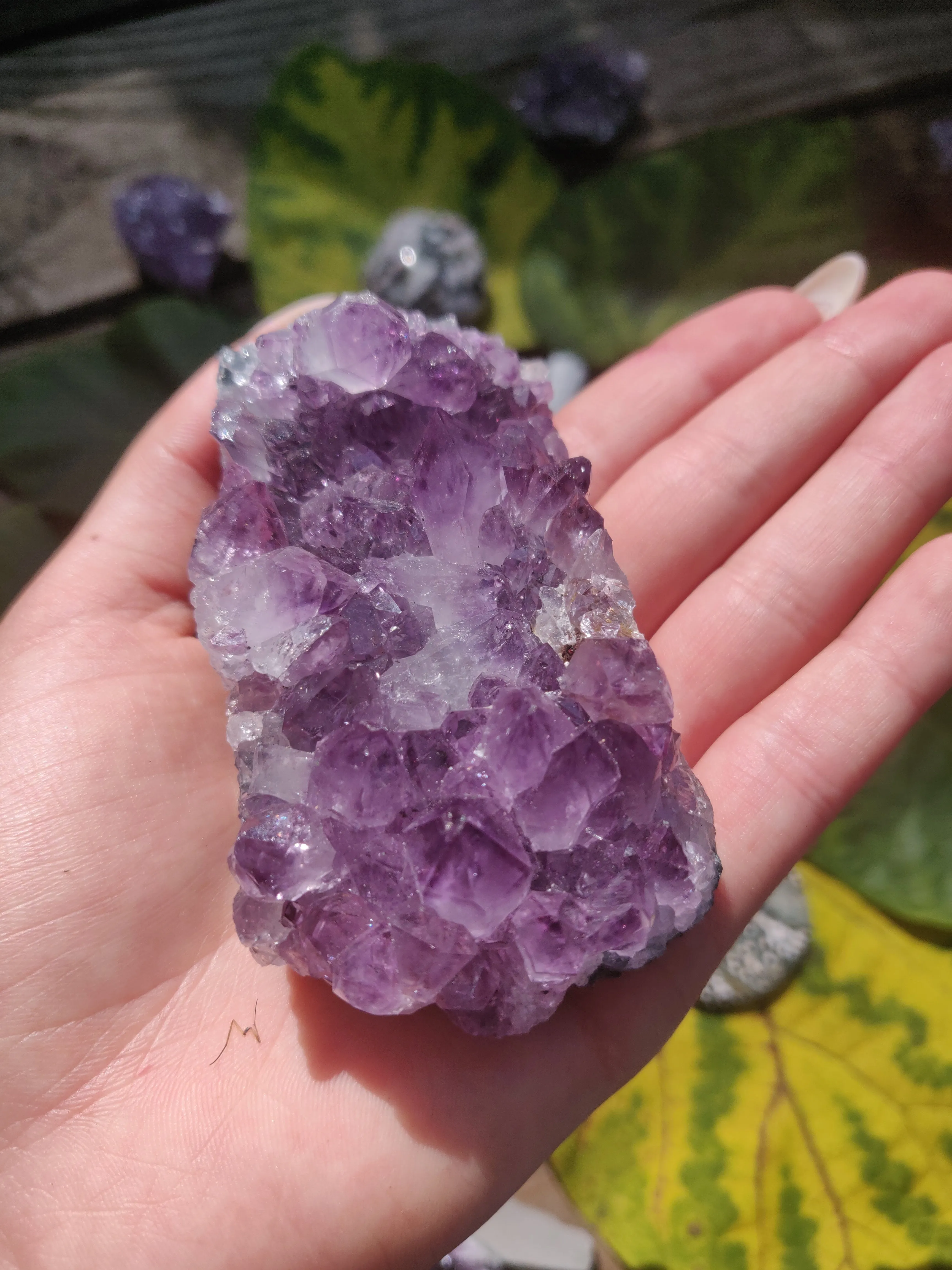 Amethyst Cluster (#1)