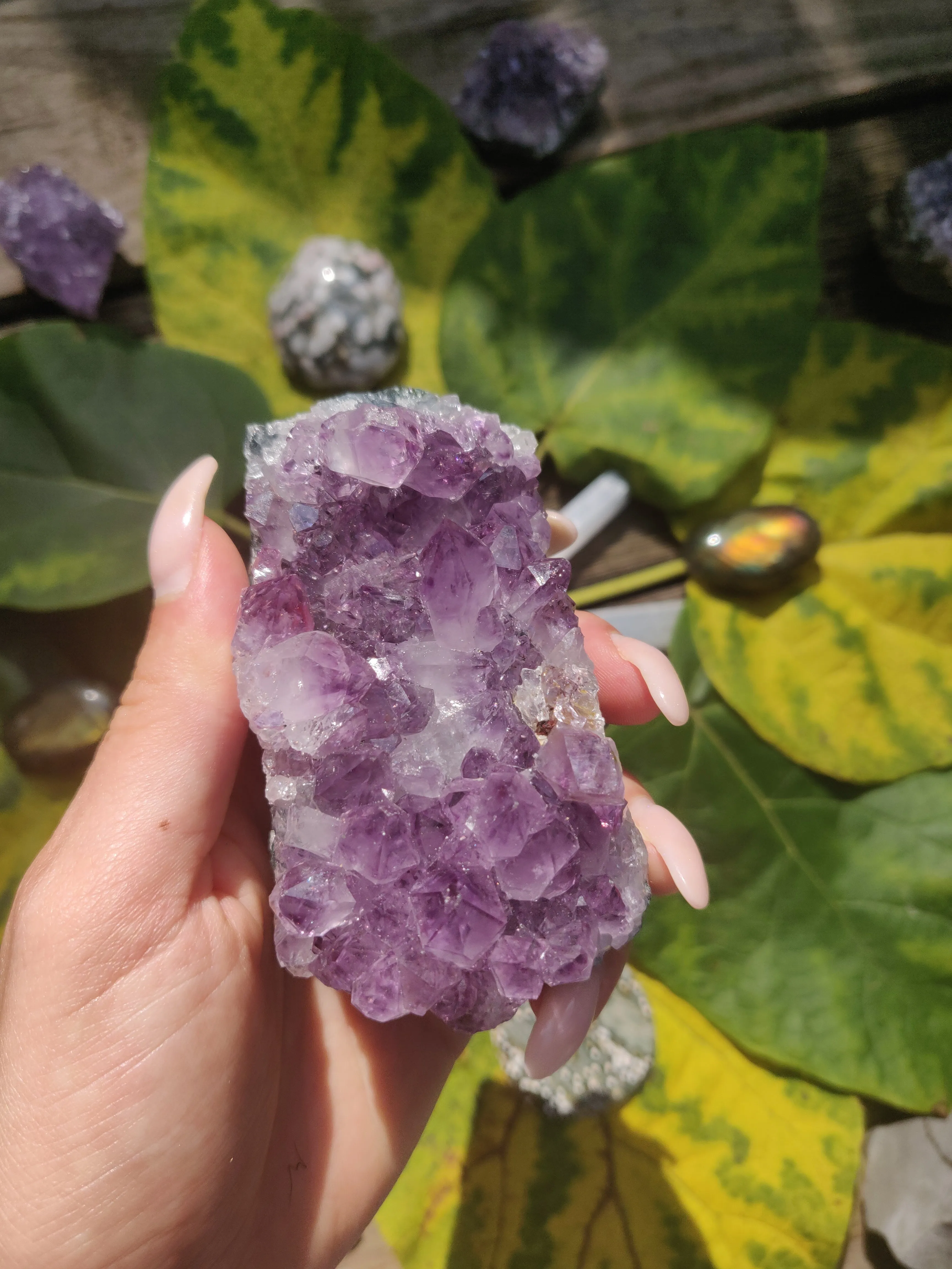 Amethyst Cluster (#1)